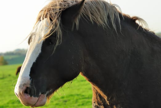 horse
