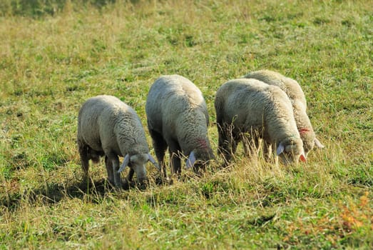 sheep