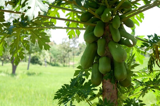 Papaya,tree with tropical fruit in nature