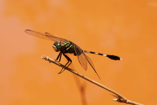 Dragonfly,close-up of insect in nature