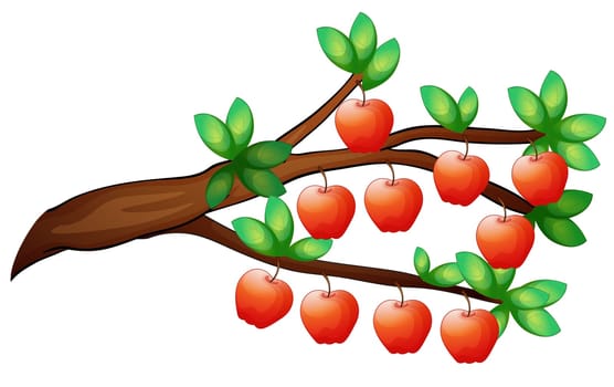 illustration of apples on a white background