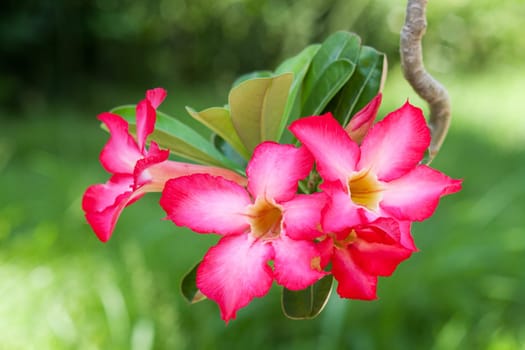 tropical flower,close-up of plant with soft boke