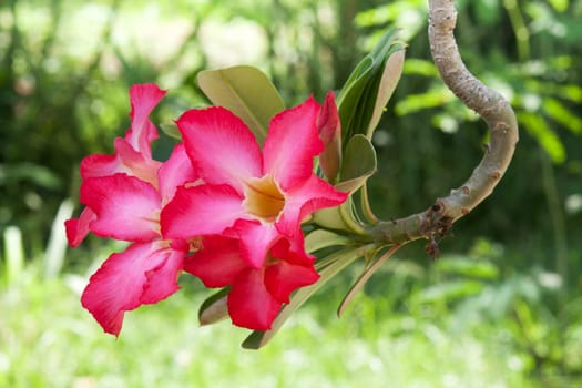 tropical flower,close-up of plant with soft boke