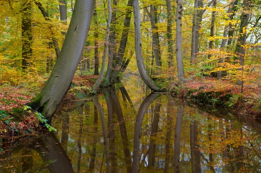 trees reflected in a canal in a forest in autumn colors