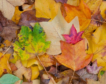 background of maple leaves in autumn colors