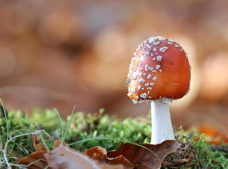 Toadstool in the Habichtswald