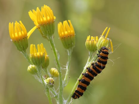 Caterpillar of the Scallop Bear