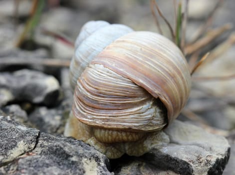 Vineyard snail with patched up shell