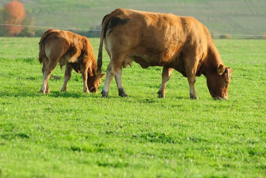 cow