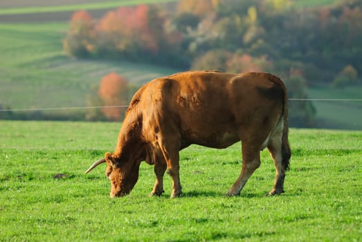 cow