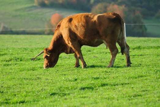 cow