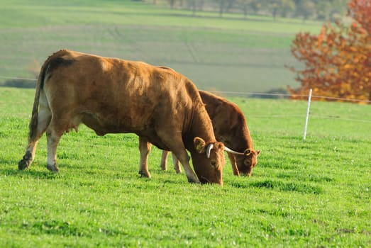 cow