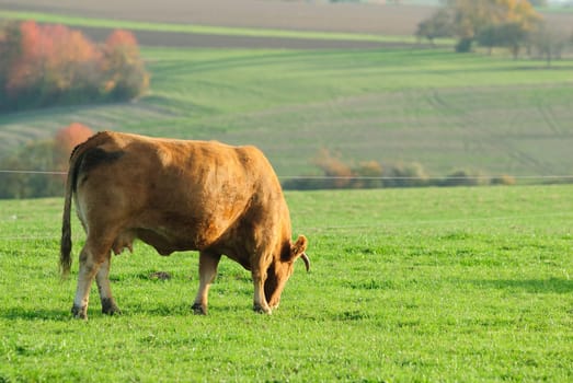 cow