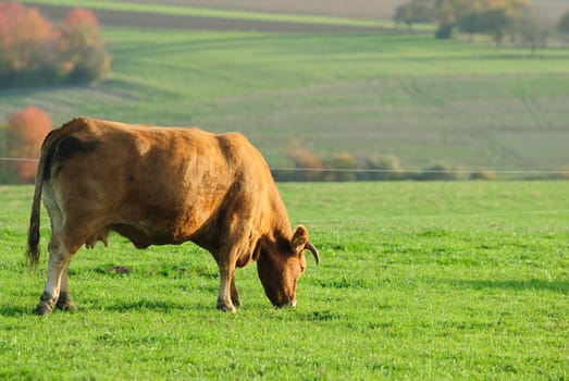 cow