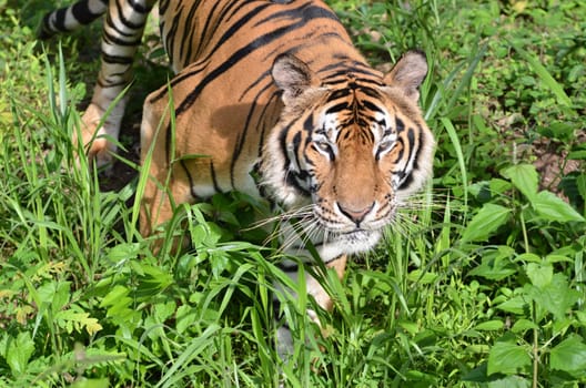 indochinese tiger, panthera tigris in nature