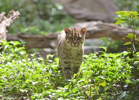 Portrait of  fishing cat (Prionailurus viverrinus)