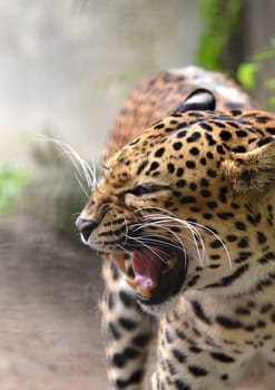 A closeup of a leopard