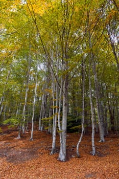 Autumn Colors, early fall color change. In Montseny Natural Park,Spain