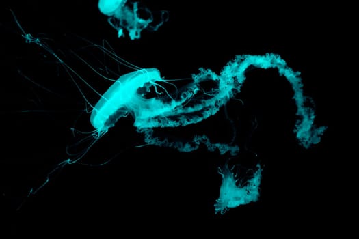 Beautiful fluorescent Sea Nettles jelly fish in medusa stage swiming in dark salt water.