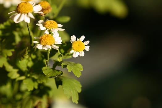Chamomile Matricaria chamomilla
