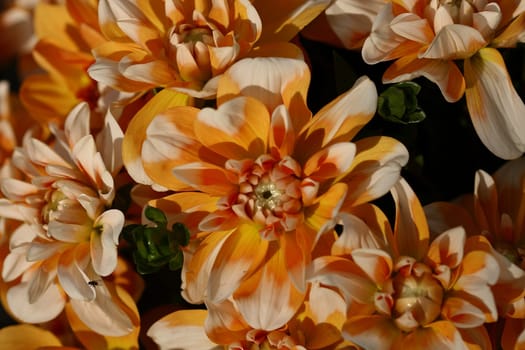 Dahlias