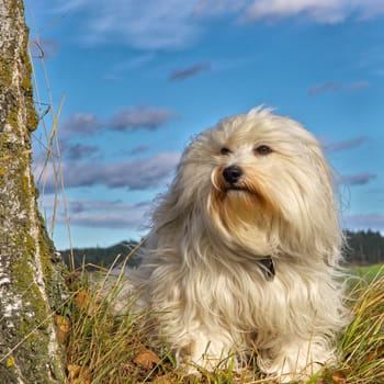 Dog sitting next to a tree in front of a beautiful blue sky with clouds as a background