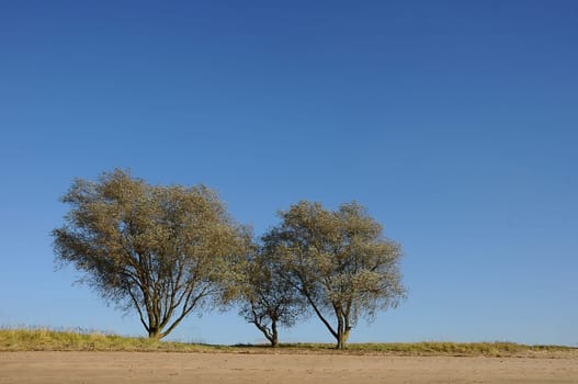 three willows
