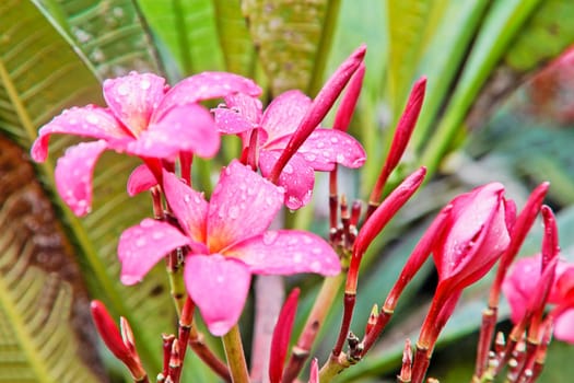 Pink fluted Hibiscus in the garden flower beds drenching ht int Goan monsoon, India