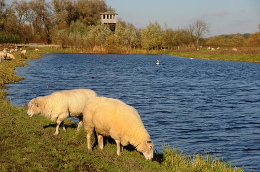 Sheep