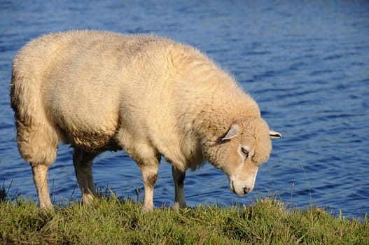 Sheep