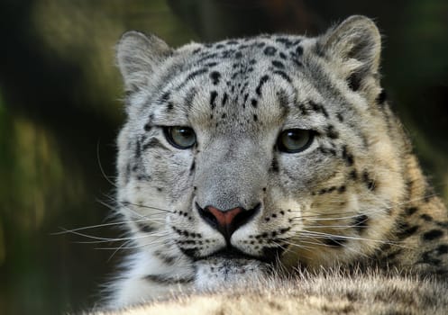 Snow leopard