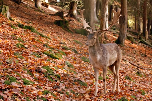 Fallow deer