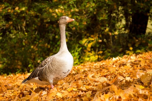 Wild Goose in Golden Autumn Foliage