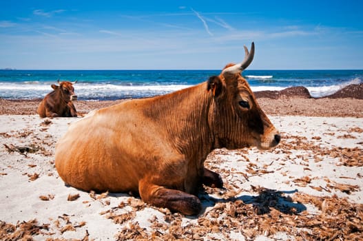 Cows on the beach Corsica - France