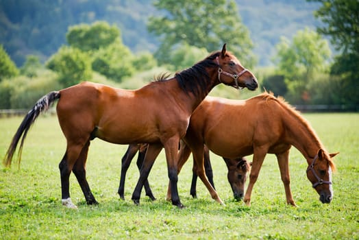 Beautiful brown horse family close up shoot