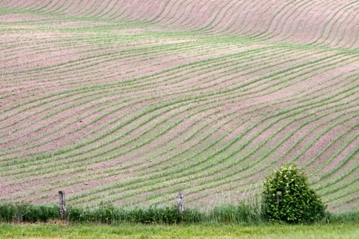 Field with young maize