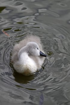 Mute Swan Chick