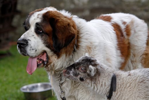 St. Bernard with lamb