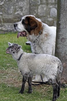 St. Bernard with lamb