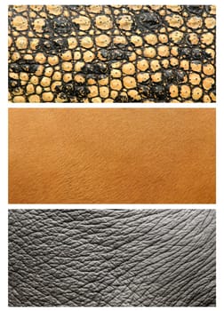 animals skin