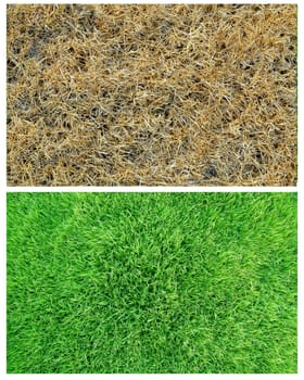 dried and green grass