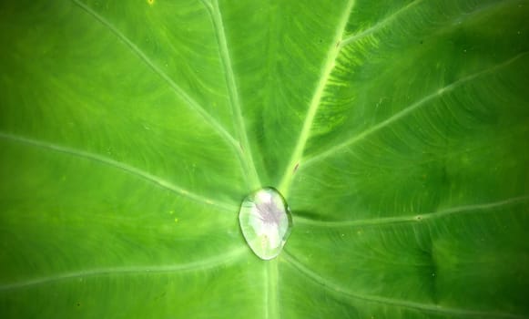 water on leaf