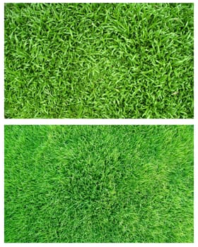 fresh green grass