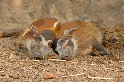 red river hog