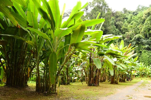 banana garden in northern thailand