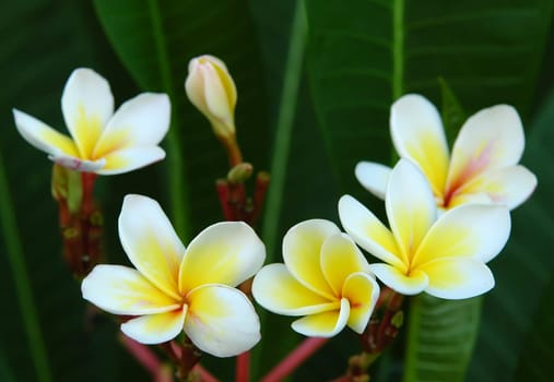 plumeria