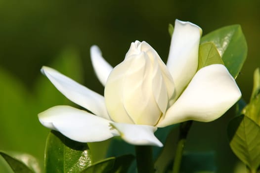 Gardenia  jasminoides flower close up