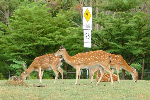 sika deer