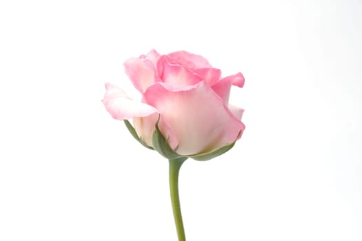 pink rose