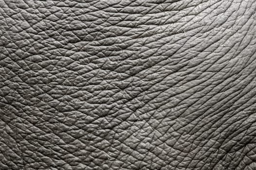 elephant skin